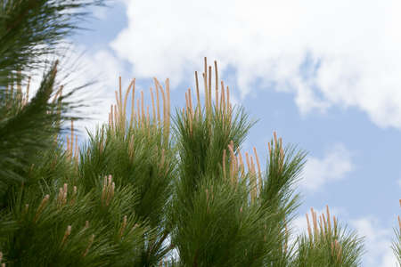 Pine branches against the skyの写真素材