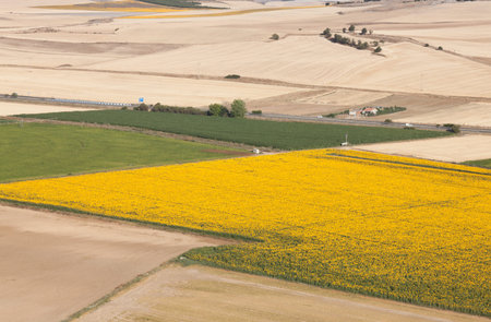 field of Castilla y Leon, Spain with sunflowers and corn
