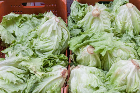 fresh lettuceの写真素材