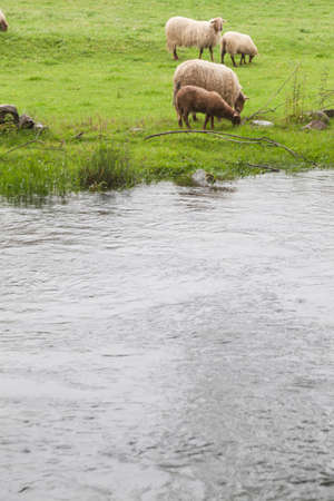 Sheep grazing on the banks of the riverの写真素材