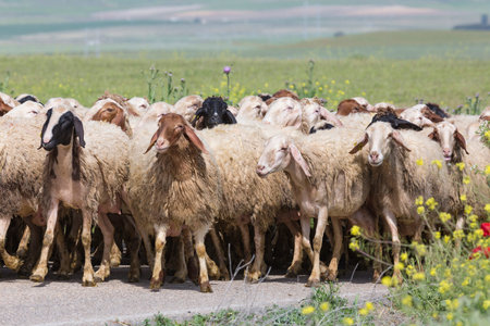 herd of sheep in the field