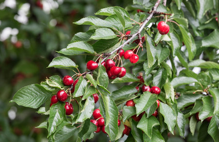 clusters of cherries on a tree