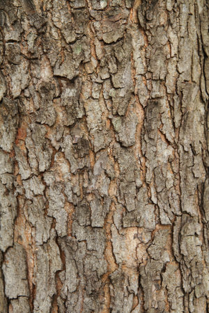 Wood Bark