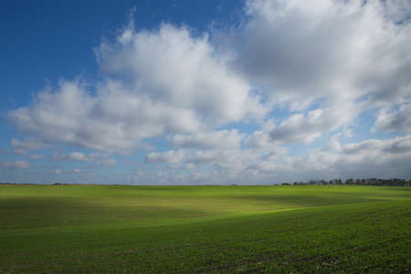 Green field, agriculture young shoots of wheat, barleyの写真素材