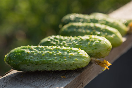Green cucumbers lie on the board, harvestingの写真素材