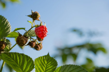 Berries of raspberry hanging on a bush, ripe berries on a background of blue sky