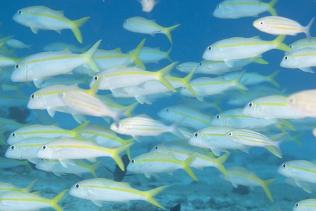 Large school of goatfish underwaterの写真素材
