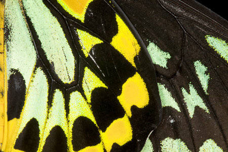Close-up view of the detail of a Common Birdwing (Troides helena) , a beautiful and large butterfly...