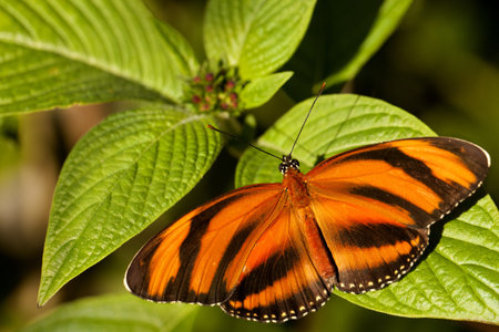 Banded Orange Heliconian (Dryadula Phaetusa),  also know as Banded Orange Butterfly and Orange Tiger...