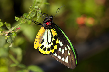 Closeup Common Birdwing  Troides helena  is a beautiful and large butterfly belonging to the...