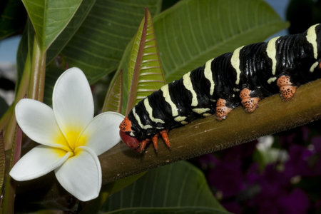 The Frangipani Hawkmoth caterpillar  Pseudosphinx tetrio  is the caterpillar for the Tetrio Sphinx moth on a Frangipani Tree  Plumieria alba    The bright colors of the caterpiller is a warning that they are poisonous の写真素材