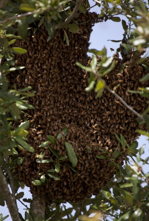 Swarm of Bees in treeの写真素材