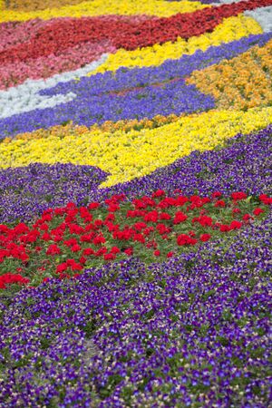 Diversity of flowers in spring gardenの写真素材