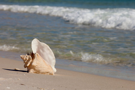 Queen Conch on the beach with the ocean in the background 