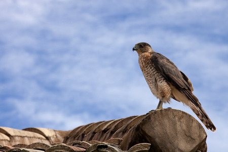 Red-shouldered Hawk  Buteo lineatus  perched on a roof in Florida の写真素材