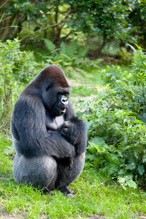 Male Western Gorilla  Gorilla gorilla  in the forest