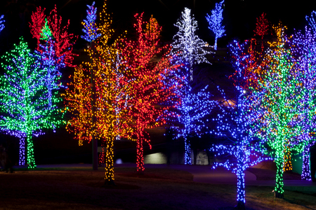 Trees tightly wrapped in LED lights for the Christmas holidays. Each tree is wrapped in one color.の写真素材