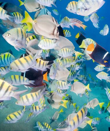 Large school of colorful tropical fish in the clear blue sea. Some of the fish include: Yellowtail surgeonfish Prionurus punctatus  Sergeant Major orの写真素材