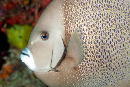 Closeup of a French angelfish Pomacanthus paru swimming on a coral reefの写真素材