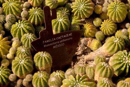 Garden of many barrow cactus.