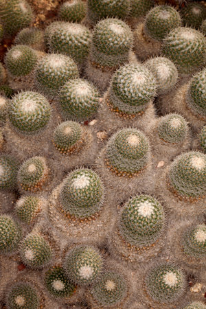 Close up of cactus
