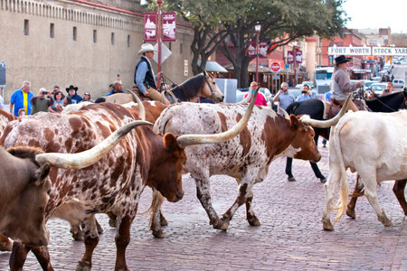 Cattle drive of Texas Longhorn in the historic national stockyards district in Ft Worth, Texas. The...