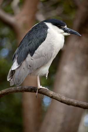 Black-crowned night heron (Nycticorax nycticorax), also known as just night heron, is found in fresh and salt-water wetlands throughout much of the world.の写真素材