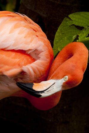 Pink Flamingoの写真素材