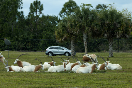 Tourist visiting Lion Country Safari can see Scimitar-Horned Oryx (Oryx dammah) which are extinct in the wild. Lion Country Safari offers both a drive-through and walking safari park and is located in Loxahatchee (near West Palm Beach), Florida.のeditorial素材