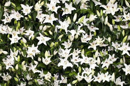 Wall of Asiatic Eyeliner Lilies flower in a gardenの写真素材