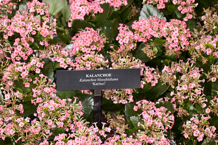 Closeup of a Kalanchoe -kerinci- (Kalanchoe blossfeldiana) flower in a gardenの写真素材