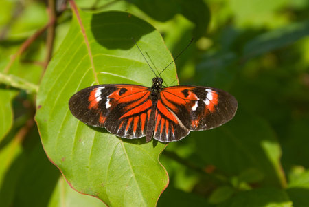 Butterfly (closeup)の写真素材