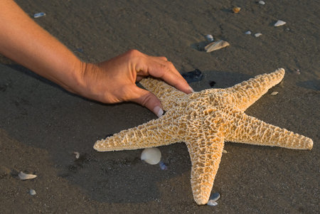 Finding a starfish on a beach