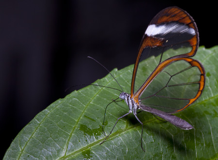 Glasswing butterfly on a leafの写真素材