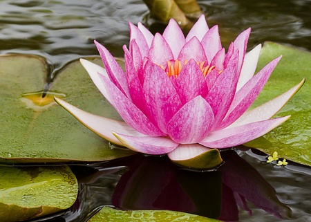 Pink lotus with small wave. の写真素材