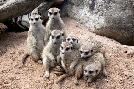 Meerket の写真素材