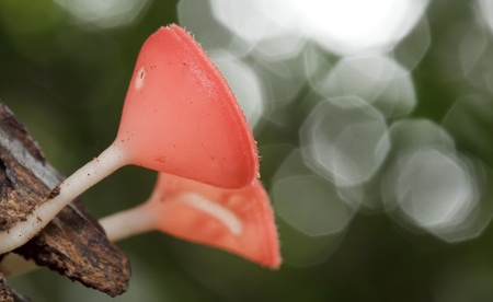pink fungus (Champagne mushroom)の写真素材