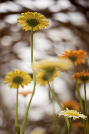 the field of gerberaの写真素材