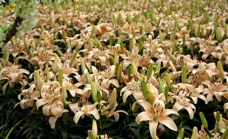 the field of the lillyの写真素材