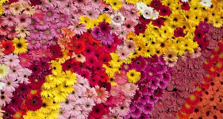 the art of the gerberaの写真素材