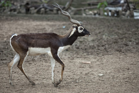 Brown springbok from africa in the safari park, Thailandの写真素材