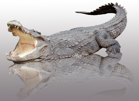 Asian crocodile in relax acting with reflex on the floor.の写真素材