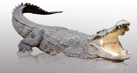 Asian crocodile in relax acting with reflex on the floor.の写真素材
