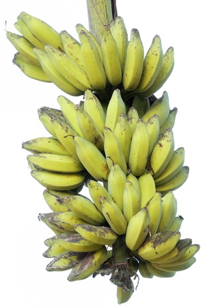 Heap of banana, the Thai original fruit.の写真素材