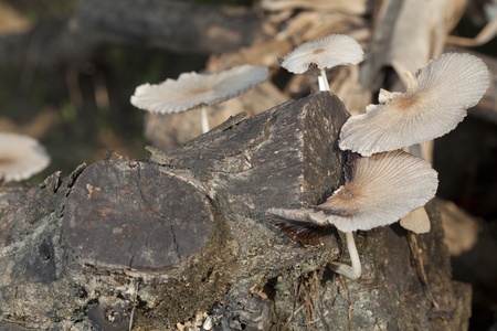 Mushroom (fungus) on the wood.の写真素材