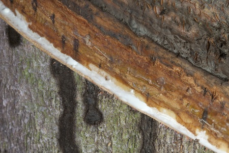 Rubber tree, the economic plant in asia.の写真素材