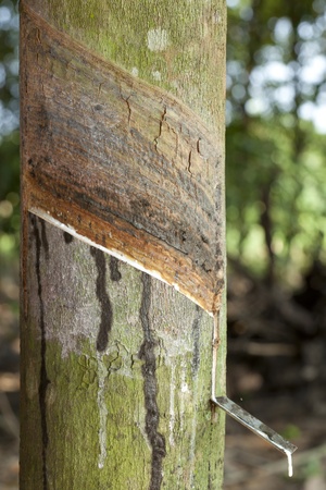 Rubber tree, the economic plant in asia.の写真素材