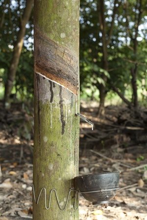 Rubber tree, the economic plant in asia.の写真素材