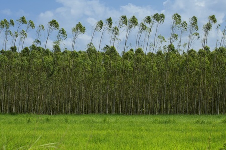 Agriculture of paper tree (Eucalyptus gum).の写真素材