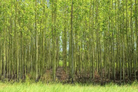 Agriculture of paper tree (Eucalyptus gum).の写真素材